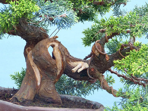 Chinese Juniper - Itoigawa - Bonsai Tree