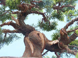 Chinese Juniper - Itoigawa - Bonsai Tree