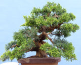 Chinese Juniper - Itoigawa - Bonsai Tree