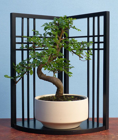 Indoor Bonsai Gift Package with Display Stand